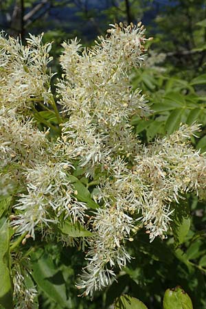 Fraxinus ornus \ Blumen-Esche, Manna-Esche / Manna Ash, A Kärnten/Carinthia, St. Paul im Lavanttal 16.5.2016