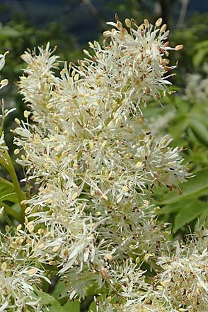 Fraxinus ornus \ Blumen-Esche, Manna-Esche / Manna Ash, A Kärnten/Carinthia, St. Paul im Lavanttal 16.5.2016