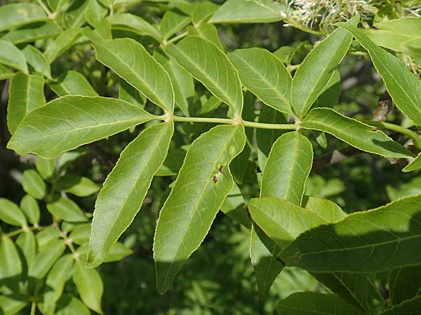 Fraxinus ornus \ Blumen-Esche, Manna-Esche / Manna Ash, A Kärnten/Carinthia, St. Paul im Lavanttal 16.5.2016