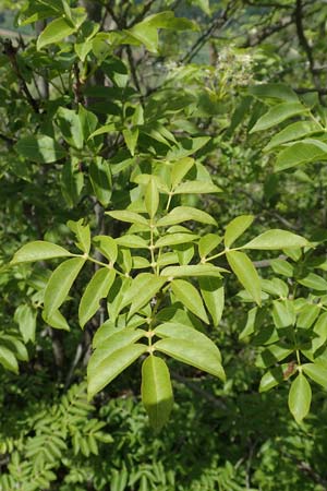 Fraxinus ornus \ Blumen-Esche, Manna-Esche / Manna Ash, A Kärnten/Carinthia, St. Paul im Lavanttal 16.5.2016