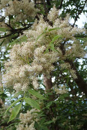 Fraxinus ornus \ Blumen-Esche, Manna-Esche / Manna Ash, A Kärnten/Carinthia, Hochobir 19.5.2016