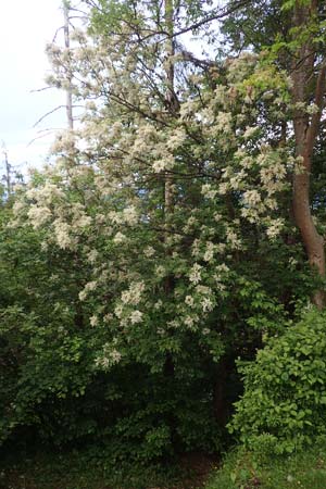 Fraxinus ornus \ Blumen-Esche, Manna-Esche / Manna Ash, A Kärnten/Carinthia, Hochobir 19.5.2016