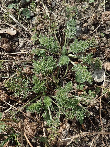 Anacyclus pyrethrum \ Mehrjhriger Bertram, Rmischer Bertram, A Maria Luggau 12.7.2019