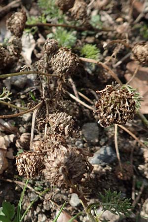 Anacyclus pyrethrum \ Mehrjhriger Bertram, Rmischer Bertram, A Maria Luggau 12.7.2019