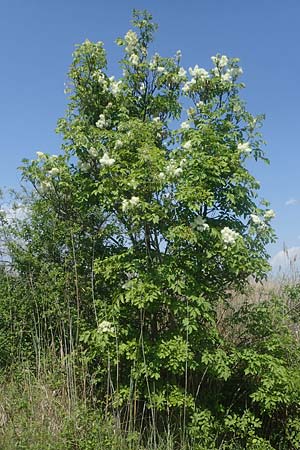 Fraxinus ornus \ Blumen-Esche, Manna-Esche / Manna Ash, A Seewinkel, Podersdorf 10.5.2022