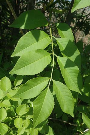 Fraxinus ornus \ Blumen-Esche, Manna-Esche / Manna Ash, A Seewinkel, Podersdorf 10.5.2022