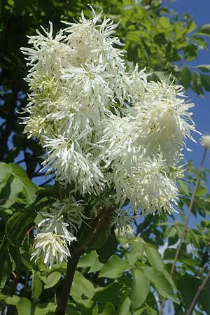 Fraxinus ornus \ Blumen-Esche, Manna-Esche / Manna Ash, A Seewinkel, Podersdorf 10.5.2022