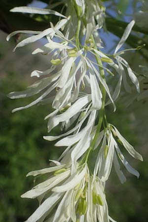 Fraxinus ornus \ Blumen-Esche, Manna-Esche / Manna Ash, A Seewinkel, Podersdorf 10.5.2022