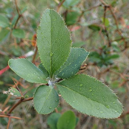 Berberis vulgaris \ Berberitze, Sauerdorn / Barberry, A Perchtoldsdorf 22.9.2022