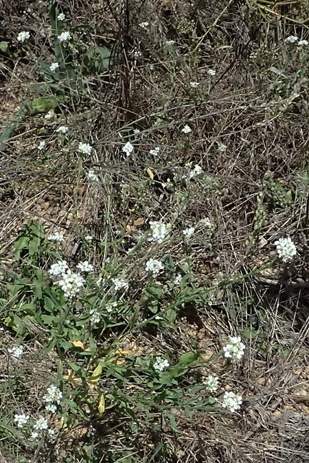 Berteroa incana \ Graukresse / Hoary Alyssum, A Hollabrunn 12.8.2025