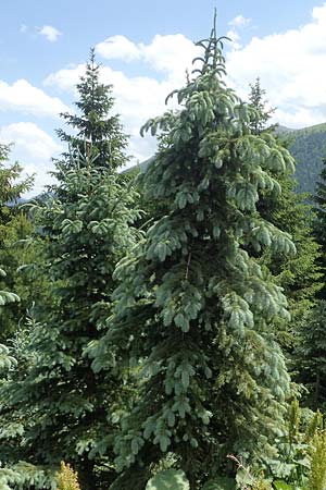Picea pungens \ Blaue Stech-Fichte / Blue Spruce, A Pusterwald, Eiskar 29.6.2021