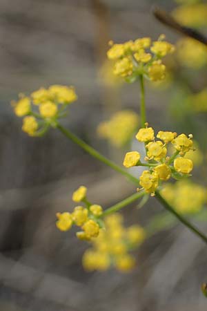 Bupleurum falcatum \ Langblttriges Hasenohr, Sichelblttriges Hasenohr / Sickle-Leaved Hare's Ear, A Breitenbrunn 24.9.2022