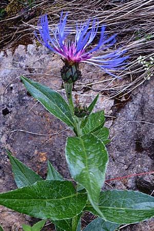 Centaurea montana \ Berg-Flockenblume, Berg-Kornblume / Perennial Cornflower, A Trenchtling 6.7.2024
