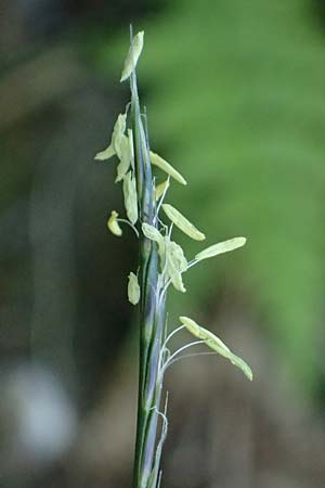 Nardus stricta \ Borst-Gras / Mat Grass, A Kolm Saigurn 2.7.2025