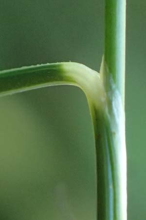 Nardus stricta \ Borst-Gras / Mat Grass, A Kolm Saigurn 2.7.2025