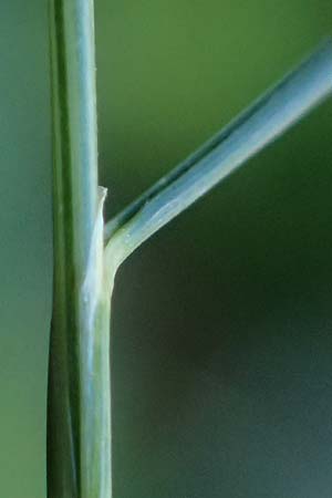 Nardus stricta \ Borst-Gras / Mat Grass, A Kolm Saigurn 2.7.2025