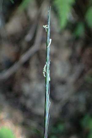 Nardus stricta \ Borst-Gras / Mat Grass, A Kolm Saigurn 2.7.2025