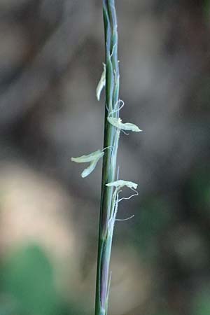 Nardus stricta \ Borst-Gras / Mat Grass, A Kolm Saigurn 2.7.2025