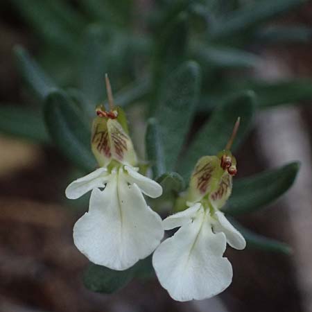 Teucrium montanum \ Berg-Gamander / Mountain Germander, A Heiligenblut 11.8.2025