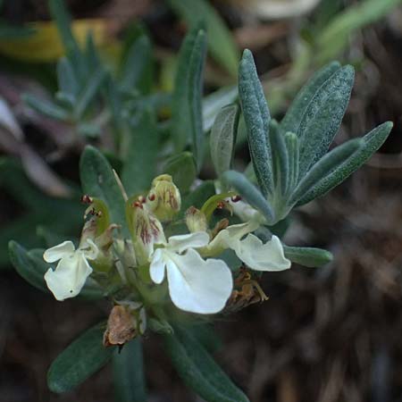 Teucrium montanum \ Berg-Gamander / Mountain Germander, A Heiligenblut 11.8.2025
