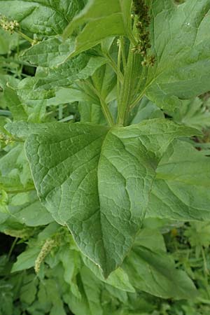 Blitum bonus-henricus \ Guter Heinrich / Good King Henry, A Neuhaus am Zellerrain 2.7.2019