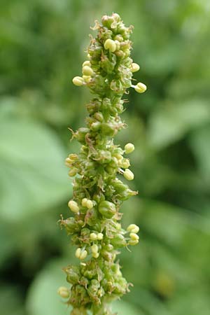 Blitum bonus-henricus \ Guter Heinrich / Good King Henry, A Neuhaus am Zellerrain 2.7.2019