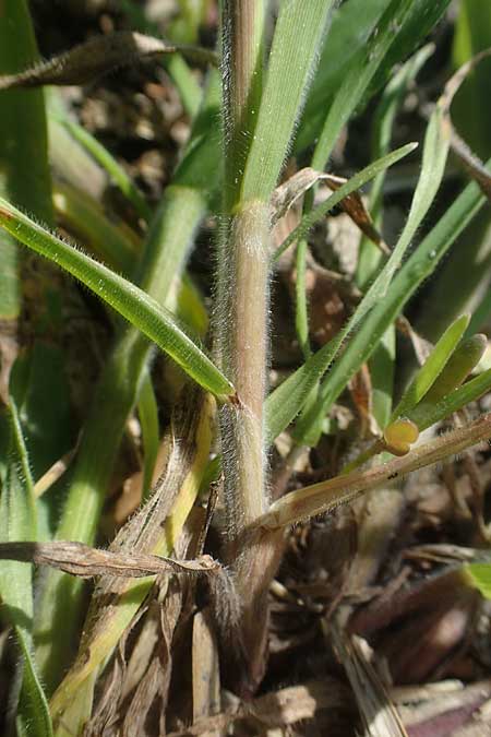 Bromus hordeaceus agg. \ Weiche Trespe / Soft Brome, A Seewinkel, Podersdorf 10.5.2022