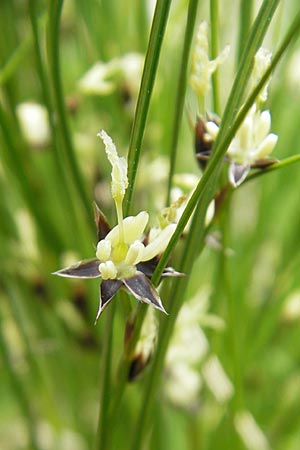 Juncus trifidus \ Dreiblatt-Binse / Three-Leaved Rush, A Malta - Tal / Valley 19.7.2010