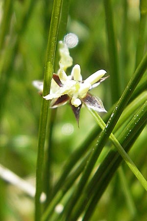 Juncus trifidus \ Dreiblatt-Binse / Three-Leaved Rush, A Malta - Tal / Valley 19.7.2010