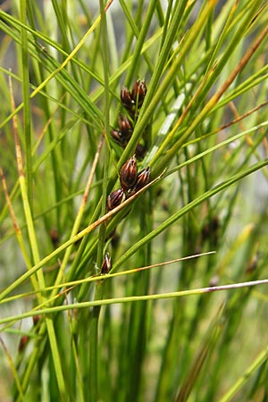 Juncus trifidus \ Dreiblatt-Binse / Three-Leaved Rush, A Malta - Tal / Valley 19.7.2010