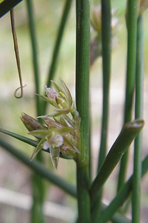 Juncus filiformis \ Faden-Binse / Thread Rush, A Malta - Tal / Valley 19.7.2010