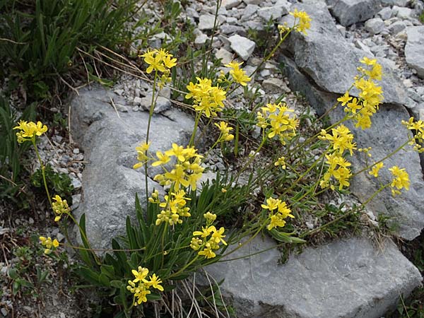 Biscutella laevigata \ Gewhnliches Brillenschtchen / Buckler Mustard, A Osttirol, Porze 13.7.2019