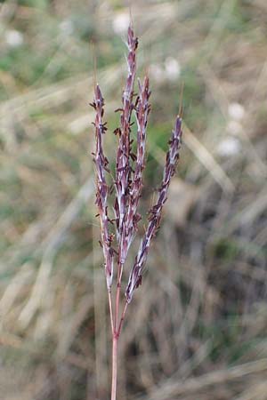 Bothriochloa ischoemum \ Gewhnliches Bartgras / Bluestem, A Breitenbrunn 24.9.2022