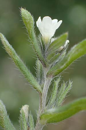 Buglossoides incrassata subsp. splitgerberi \ Splitgerbers Acker-Steinsame / Splitgerber's Field Gromwell, A Wien Donauinsel 2.4.2023