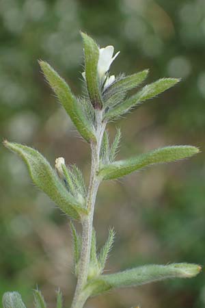 Buglossoides incrassata subsp. splitgerberi \ Splitgerbers Acker-Steinsame / Splitgerber's Field Gromwell, A Wien Donauinsel 2.4.2023