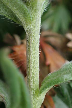 Buglossoides incrassata subsp. splitgerberi \ Splitgerbers Acker-Steinsame / Splitgerber's Field Gromwell, A Wien Donauinsel 2.4.2023