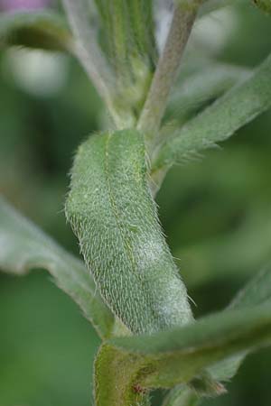Buglossoides incrassata subsp. splitgerberi \ Splitgerbers Acker-Steinsame / Splitgerber's Field Gromwell, A Wien Donauinsel 2.4.2023