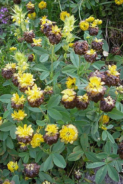 Trifolium badium \ Braun-Klee / Brown Clover, A Malta - Tal / Valley 19.7.2010