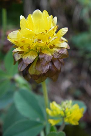Trifolium badium \ Braun-Klee / Brown Clover, A Malta - Tal / Valley 19.7.2010