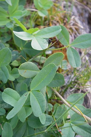 Trifolium badium \ Braun-Klee / Brown Clover, A Malta - Tal / Valley 19.7.2010