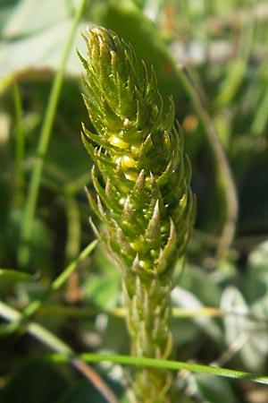 Selaginella selaginoides \ Dorniger Moosfarn / Lesser Clubmoss, A Trenchtling 3.7.2010