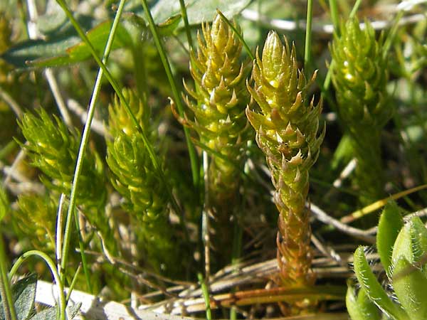 Selaginella selaginoides \ Dorniger Moosfarn / Lesser Clubmoss, A Trenchtling 3.7.2010