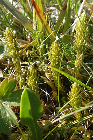 Selaginella selaginoides \ Dorniger Moosfarn / Lesser Clubmoss, A Trenchtling 3.7.2010