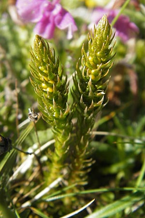 Selaginella selaginoides \ Dorniger Moosfarn / Lesser Clubmoss, A Trenchtling 3.7.2010