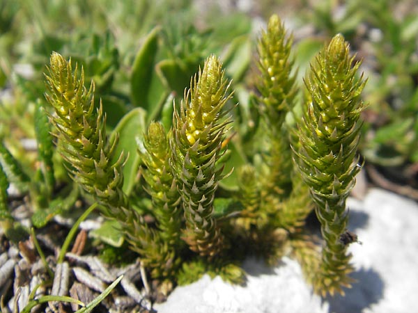 Selaginella selaginoides \ Dorniger Moosfarn / Lesser Clubmoss, A Trenchtling 3.7.2010