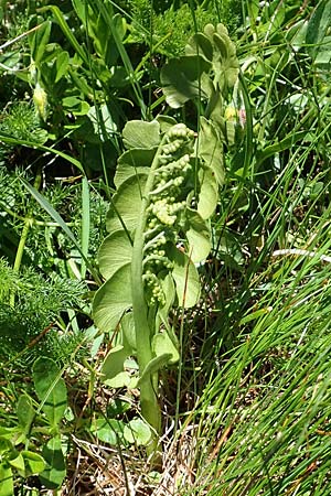 Botrychium lunaria \ Mondraute / Moonwort, A Traweng 8.7.2020