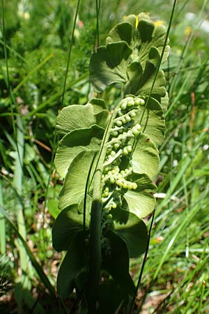 Botrychium lunaria \ Mondraute / Moonwort, A Traweng 8.7.2020