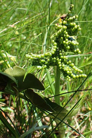 Botrychium lunaria \ Mondraute / Moonwort, A Traweng 8.7.2020