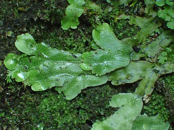 Preissia quadrata \ Prei&szlig;-Lebermoos / Narrow Mushroom-Headed Liverwort, A Deutschlandsberger Klause 30.6.2022