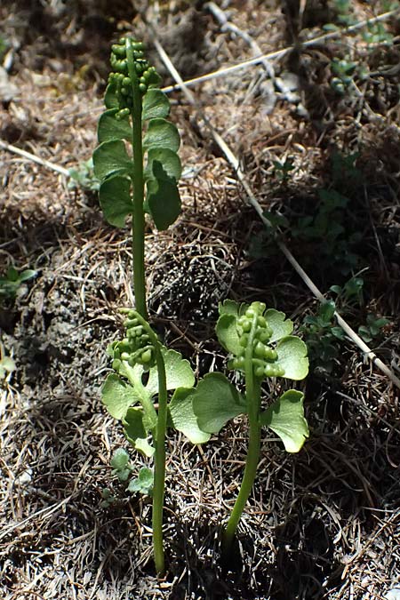 Botrychium lunaria \ Mondraute / Moonwort, A Osttirol, Matrei 14.5.2025